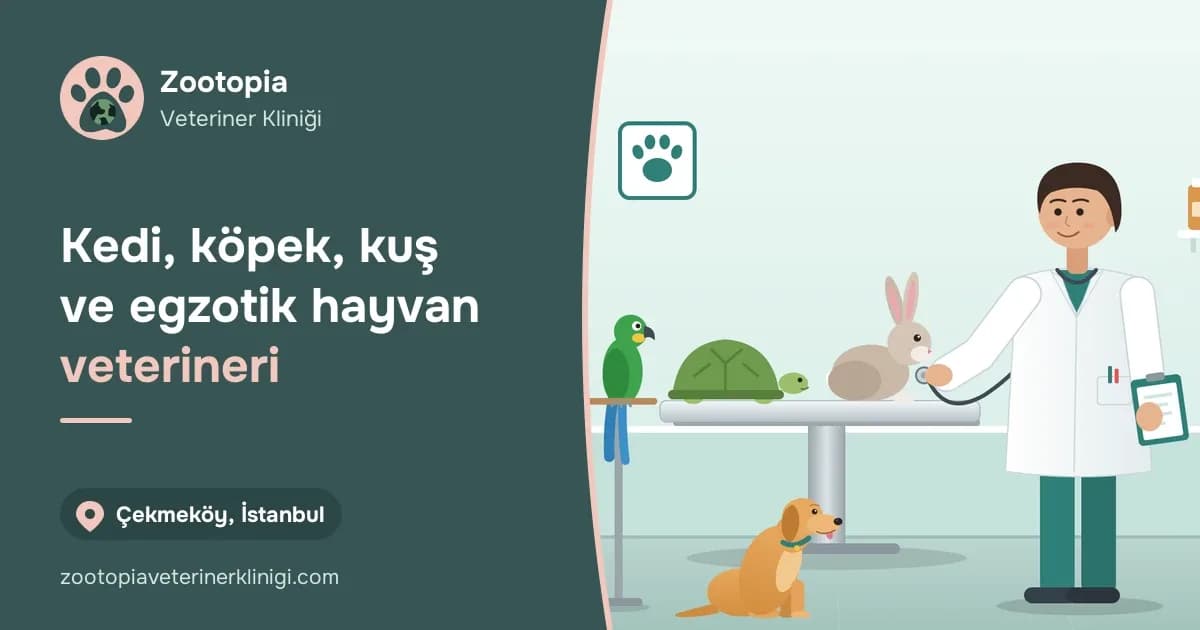 Muayene masasında tavşanı steteskopla dinleyen veteriner hekim; masada kaplumbağa, tünekte papağan, yerde köpek ve tezgâhta kedi