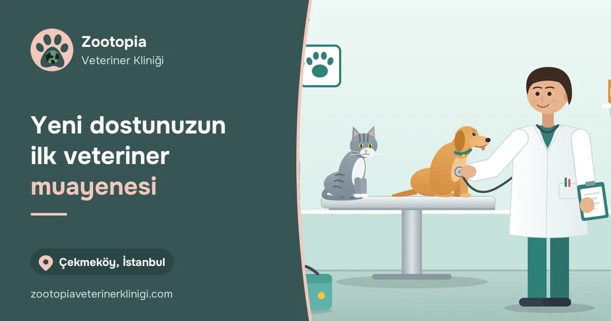 Zootopia Veteriner Kliniği logosu ve "Yeni dostunuzun ilk veteriner muayenesi" yazısının yanında yavru kedi ve köpeği muayene eden veteriner hekim