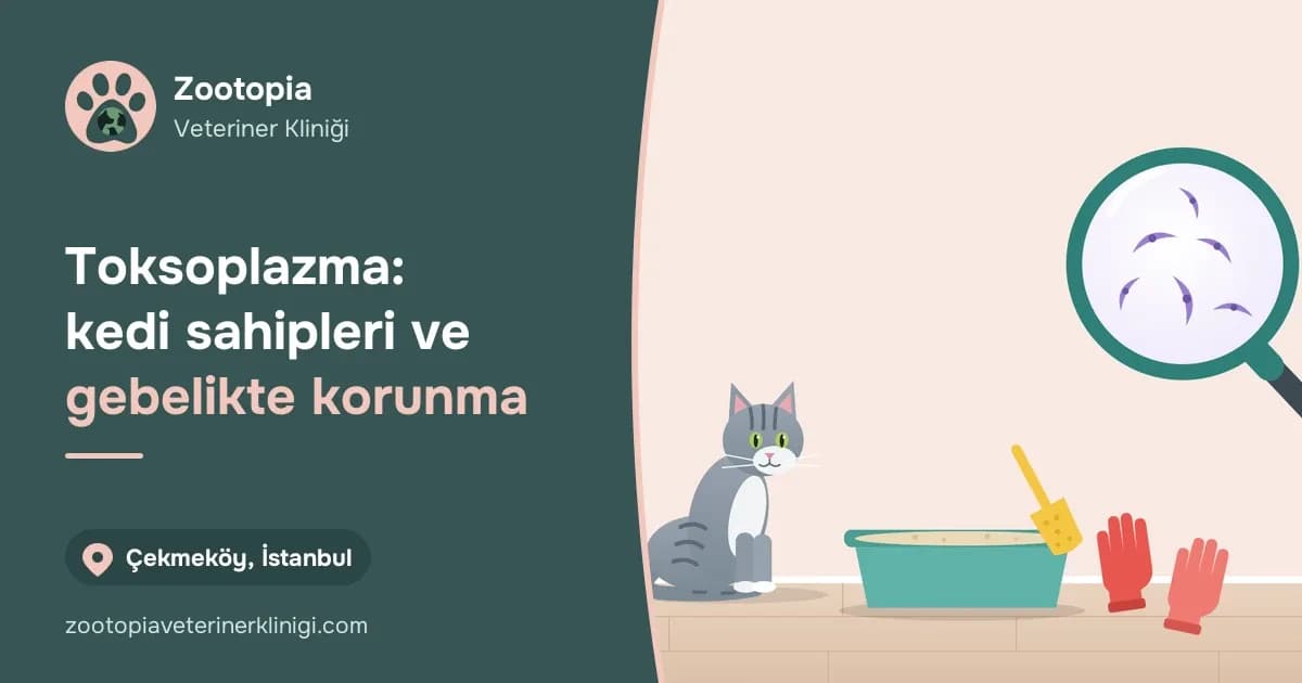 Evde kum kabının yanında oturan tekir kedi, kum küreği, kauçuk eldivenler ve büyüteç altında toksoplazma parazitleri