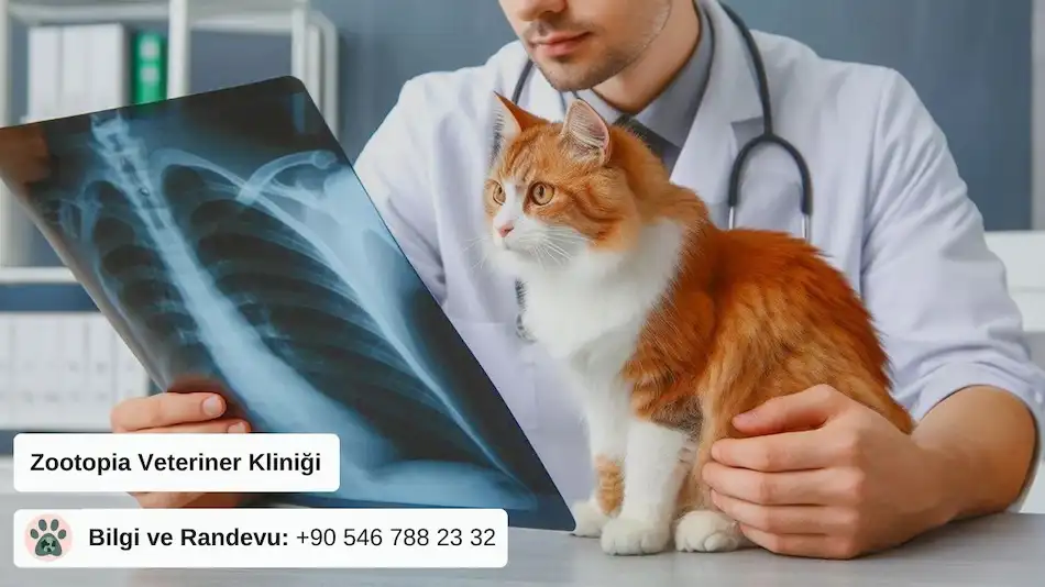 Veteriner hekimin elindeki röntgene bakan kedi ve hekim